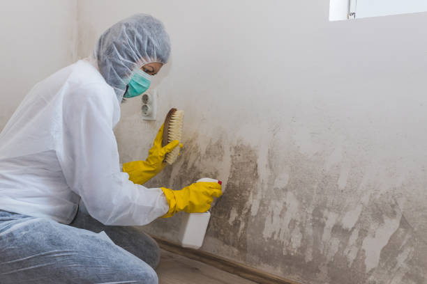 Best Attic Mold Remediation in Keyser, WV