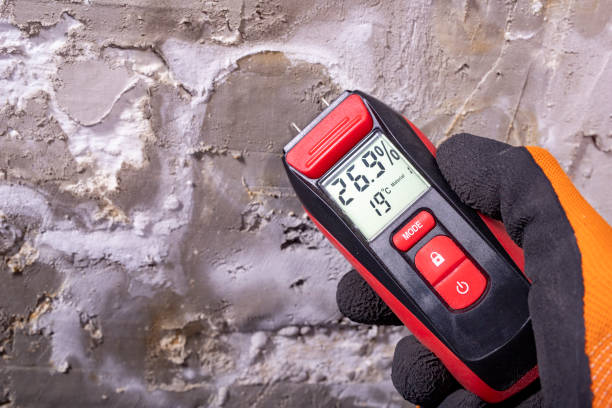 Trusted Keyser, WV Mold Remediation Experts